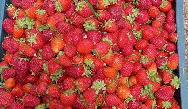 IMG-20210712-WA0004