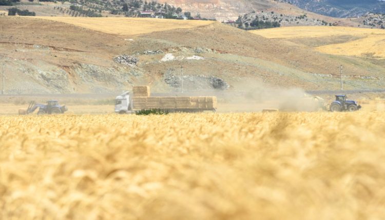 Buğday hasat programı (9)