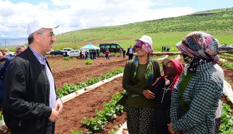 Kadıoğluçiftliği (3)